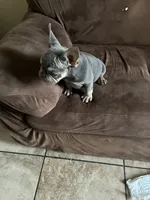 Rocky, a male French Bulldog for sale in Turlock, CA – 3 of 3