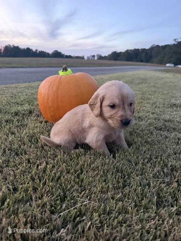 “Mini O”- lime green collar  – Golden Retriever puppy for sale in Thomson, GA