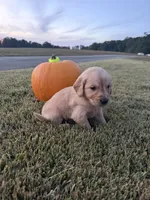 “Mini O”- lime green collar , a male Golden Retriever for sale in Thomson, GA – 1 of 1