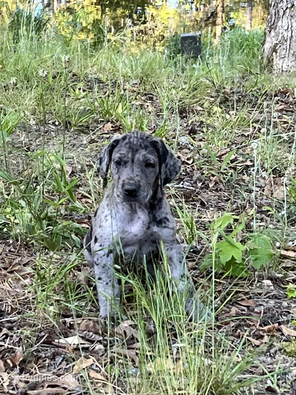 Boy (Merle) #11 – Great Dane, Golden Retriever puppy for sale in Thomson, GA