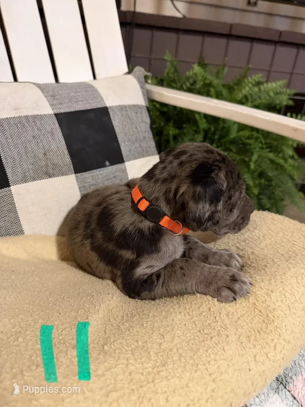Boy (Merle) #11 – Great Dane, Golden Retriever puppy for sale in Thomson, GA