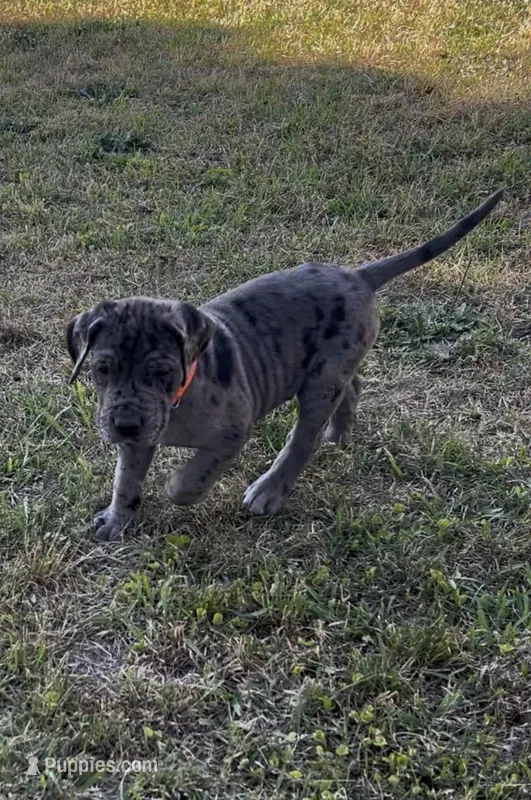 Boy (Merle) #11 – Great Dane, Golden Retriever puppy for sale in Thomson, GA