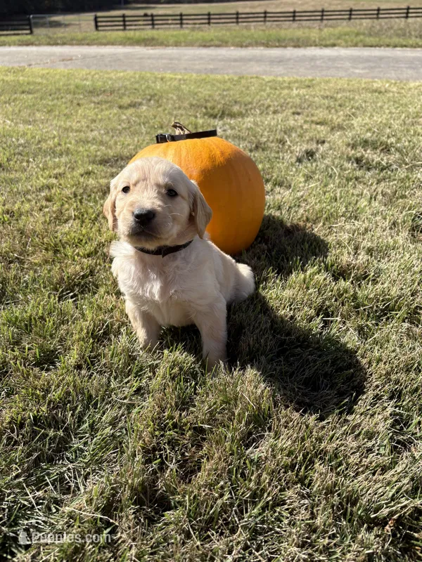 “Knox”- black collar  – Golden Retriever puppy for sale in Thomson, GA