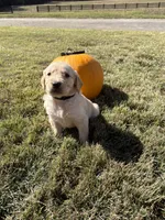 “Knox”- black collar , a male Golden Retriever for sale in Thomson, GA – 1 of 1