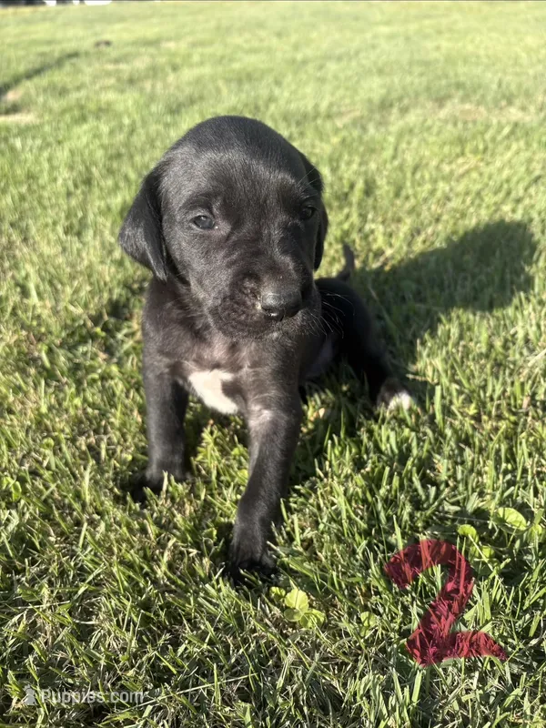 Girl (Boston/Mantle/Tuxedo) #2 – Great Dane, Golden Retriever puppy for sale in Thomson, GA