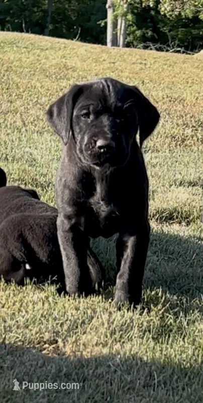 Girl (Boston/Mantle/Tuxedo) #2 – Great Dane, Golden Retriever puppy for sale in Thomson, GA