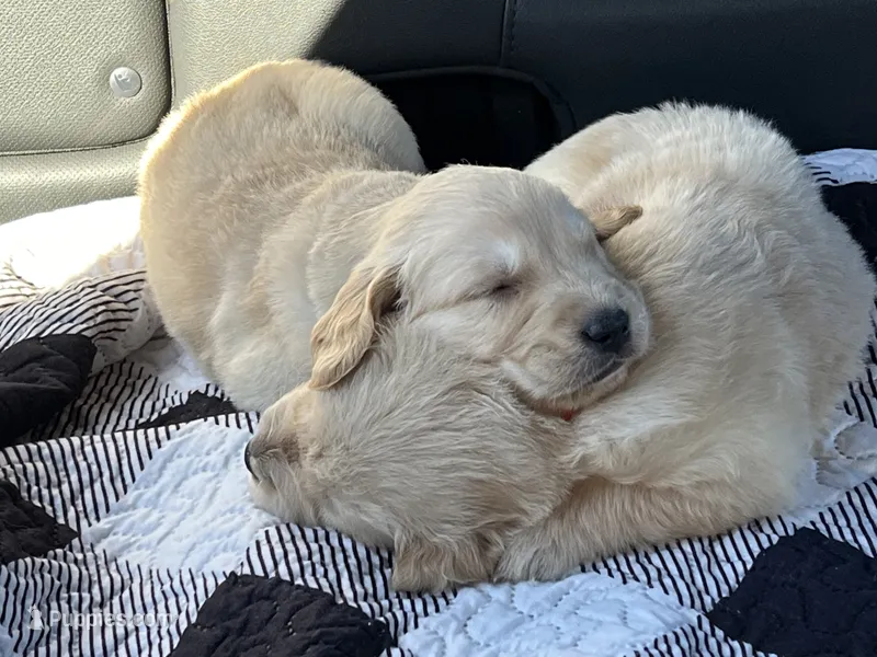 “Maverick”- orange collar  – Golden Retriever puppy for sale in Thomson, GA