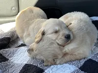 “Maverick”- orange collar , a male Golden Retriever for sale in Thomson, GA – 1 of 2