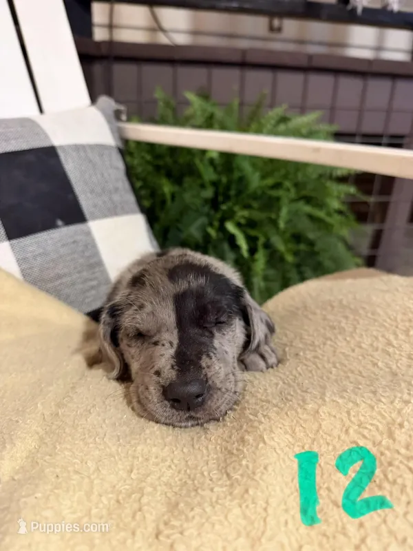 Boy (Merle) #12 – Great Dane, Golden Retriever puppy for sale in Thomson, GA