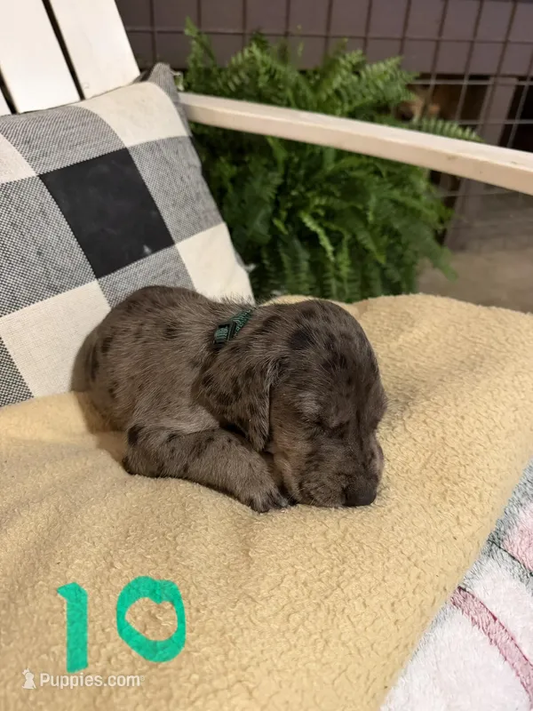 Boy (Merle) #10 – Great Dane, Golden Retriever puppy for sale in Thomson, GA