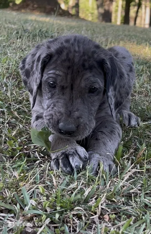 Boy (Merle) #10 – Great Dane, Golden Retriever puppy for sale in Thomson, GA