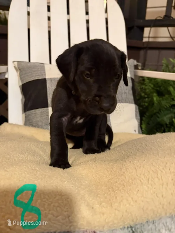 Girl (Boston/Mantle/Tuxedo) #8 – Great Dane, Golden Retriever puppy for sale in Thomson, GA