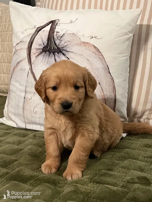 “Loretta”- yellow collar  – Golden Retriever puppy for sale in Thomson, GA