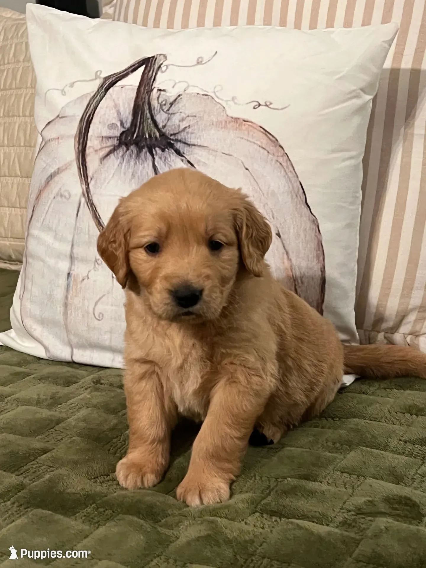 “Loretta”- yellow collar , a female Golden Retriever for sale in Thomson, GA – 1 of 3