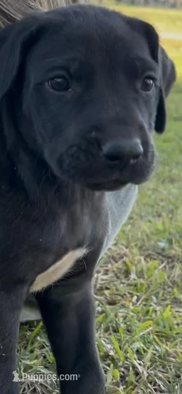 Girl (Boston/Mantle/Tuxedo) #5 – Great Dane, Golden Retriever puppy for sale in Thomson, GA