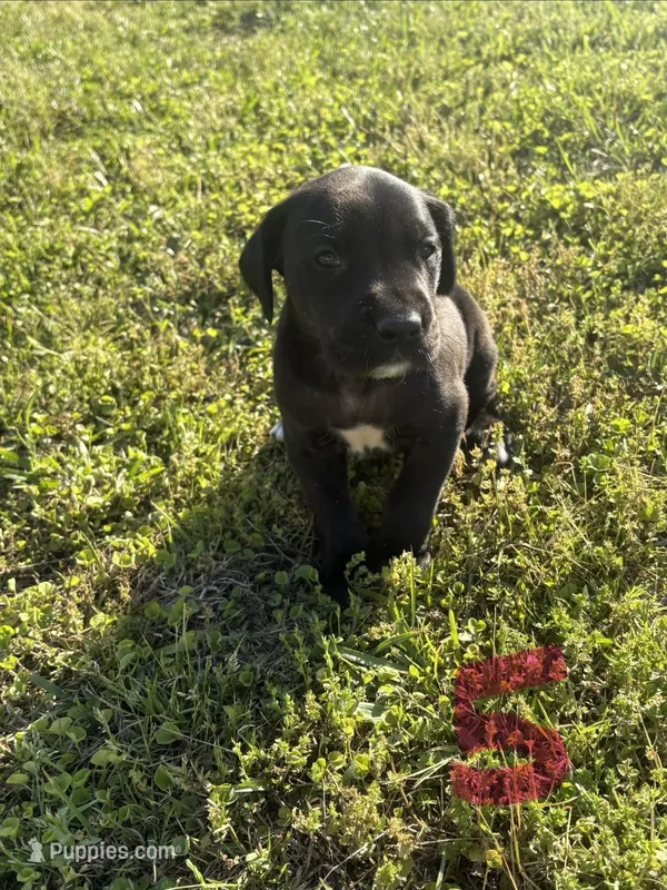 Girl (Boston/Mantle/Tuxedo) #5 – Great Dane, Golden Retriever puppy for sale in Thomson, GA