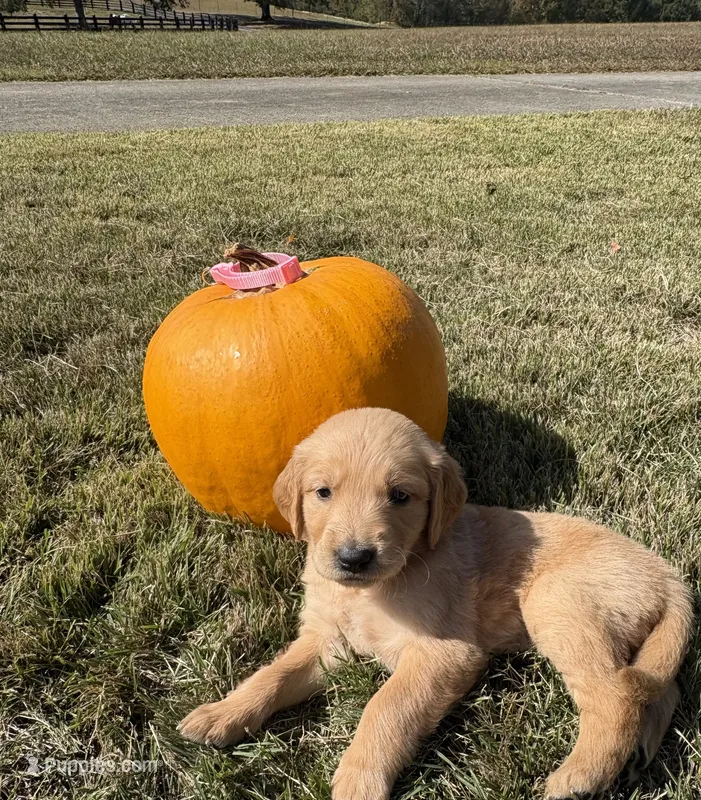 “Ella”- light pink collar  – Golden Retriever puppy for sale in Thomson, GA