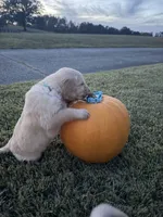 “Hunter”- light blue collar , a male Golden Retriever for sale in Thomson, GA – 1 of 1