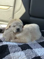 “Maverick”- orange collar , a male Golden Retriever for sale in Thomson, GA – 2 of 2