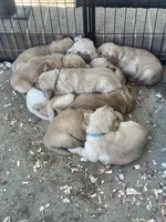 “Ella”- light pink collar , a female Golden Retriever for sale in Thomson, GA – 2 of 2