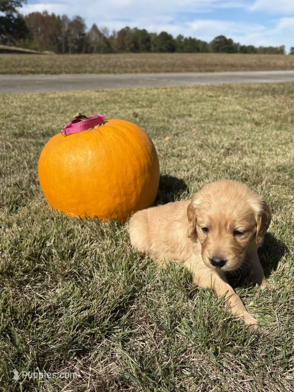 “Dolly”- Dark pink collar  – Golden Retriever puppy for sale in Thomson, GA