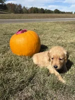 “Dolly”- Dark pink collar , a female Golden Retriever for sale in Thomson, GA – 1 of 1