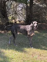 Girl (Boston/Mantle/Tuxedo) #1, a female Great Dane and Golden Retriever for sale in Thomson, GA – Photo 3 of 6