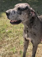 Girl (Boston/Mantle/Tuxedo) #1, a female Great Dane and Golden Retriever for sale in Thomson, GA – Photo 4 of 6