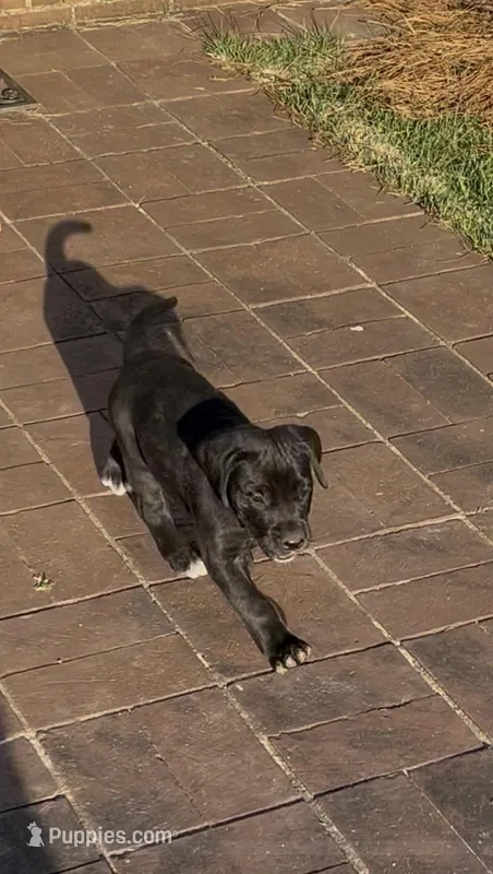 Girl (Boston/Mantle/Tuxedo) #1 – Great Dane, Golden Retriever puppy for sale in Thomson, GA