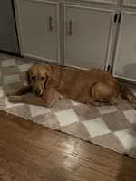 Girl (Boston/Mantle/Tuxedo) #1, a female Great Dane and Golden Retriever for sale in Thomson, GA – Photo 6 of 6