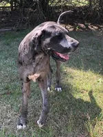 Girl (Boston/Mantle/Tuxedo) #1, a female Great Dane and Golden Retriever for sale in Thomson, GA – Photo 2 of 6