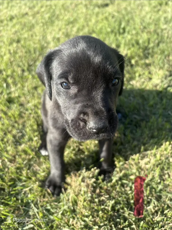 Girl (Boston/Mantle/Tuxedo) #1 – Great Dane, Golden Retriever puppy for sale in Thomson, GA