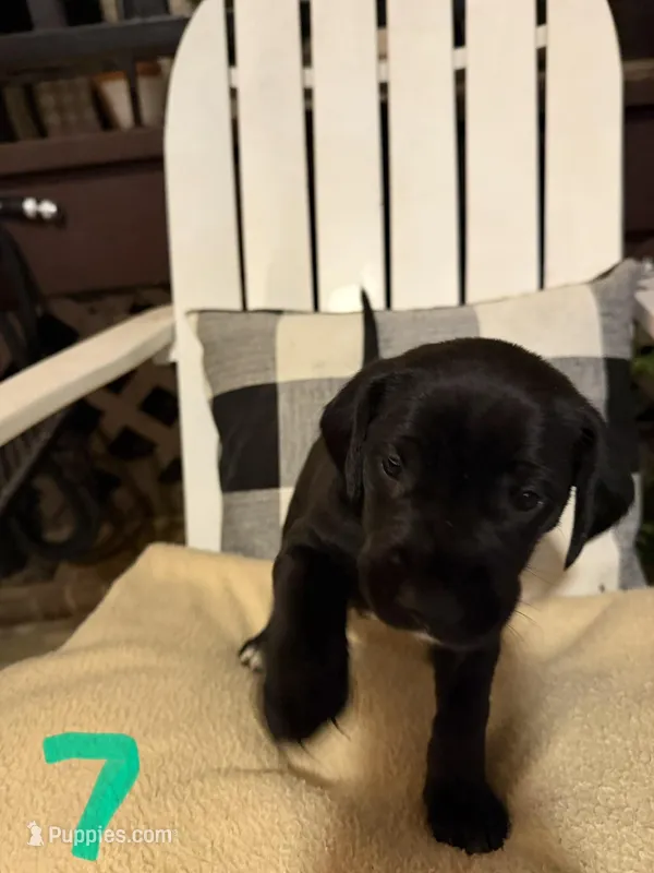 Girl (Boston/Mantle/Tuxedo) #7 – Great Dane, Golden Retriever puppy for sale in Thomson, GA