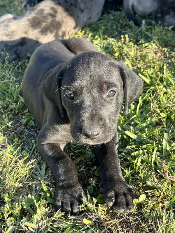 Girl (Boston/Mantle/Tuxedo) #7 – Great Dane, Golden Retriever puppy for sale in Thomson, GA