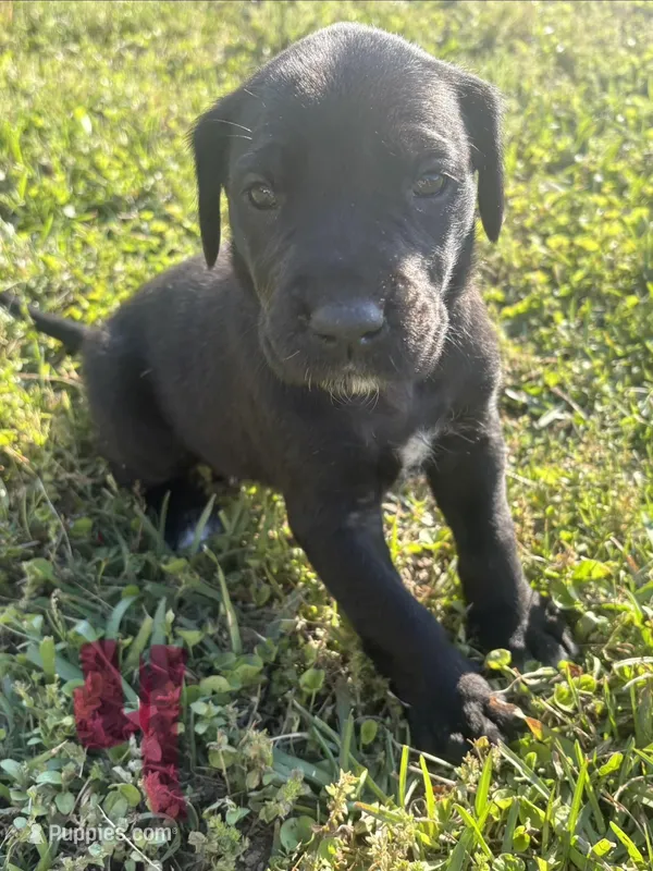 Girl (Boston/Mantle/Tuxedo) #4 – Great Dane, Golden Retriever puppy for sale in Thomson, GA