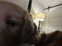 “Loretta”- yellow collar , a female Golden Retriever for sale in Thomson, GA – 3 of 3