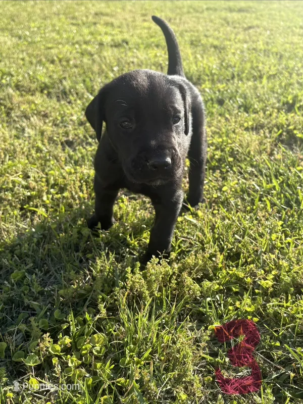 Girl (Boston/Mantle/Tuxedo) #3 – Great Dane, Golden Retriever puppy for sale in Thomson, GA