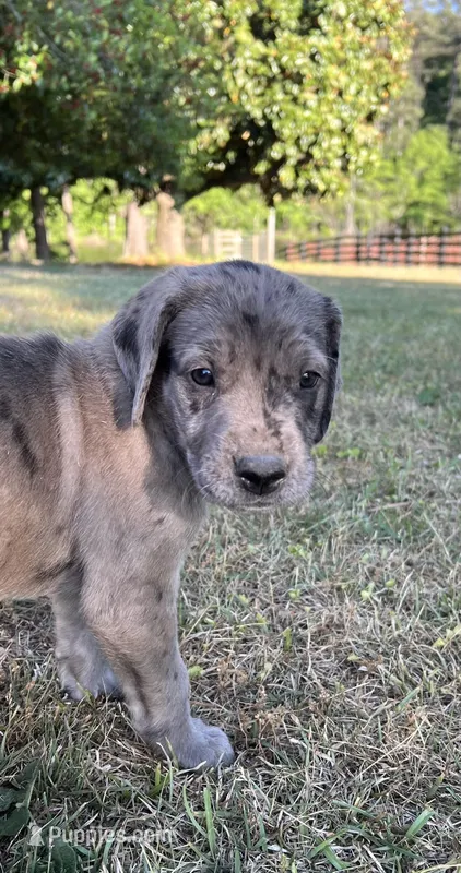 Girl (Merle) #9 – Great Dane, Golden Retriever puppy for sale in Thomson, GA