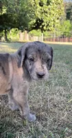 “Rose’ “ Girl (Merle) #9, a female Great Dane and Golden Retriever for sale in Thomson, GA – Photo 1 of 3