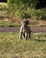 “Rose’ “ Girl (Merle) #9, a female Great Dane and Golden Retriever for sale in Thomson, GA – Photo 2 of 3