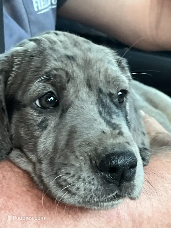 “Rose’ “ Girl (Merle) #9 – Great Dane, Golden Retriever puppy for sale in Thomson, GA