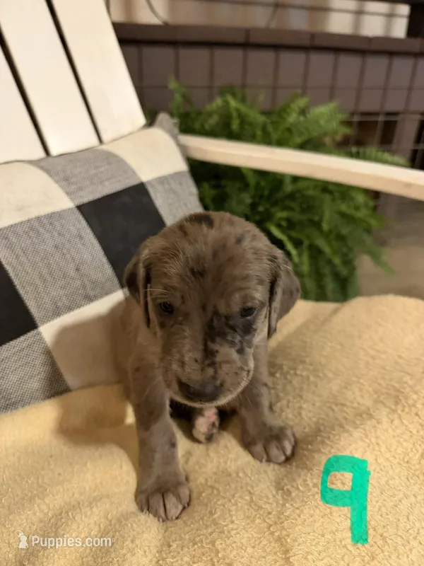 Girl (Merle) #9 – Great Dane, Golden Retriever puppy for sale in Thomson, GA