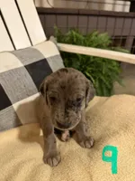 “Rose’ “ Girl (Merle) #9, a female Great Dane and Golden Retriever for sale in Thomson, GA – Photo 3 of 3