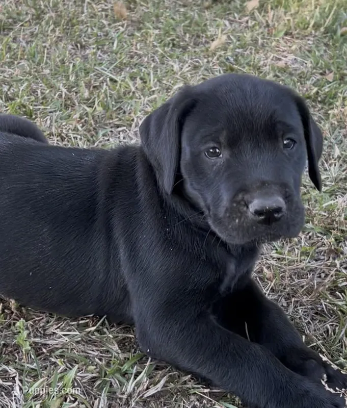 Girl (Boston/Mantle/Tuxedo) #6 – Great Dane, Golden Retriever puppy for sale in Thomson, GA