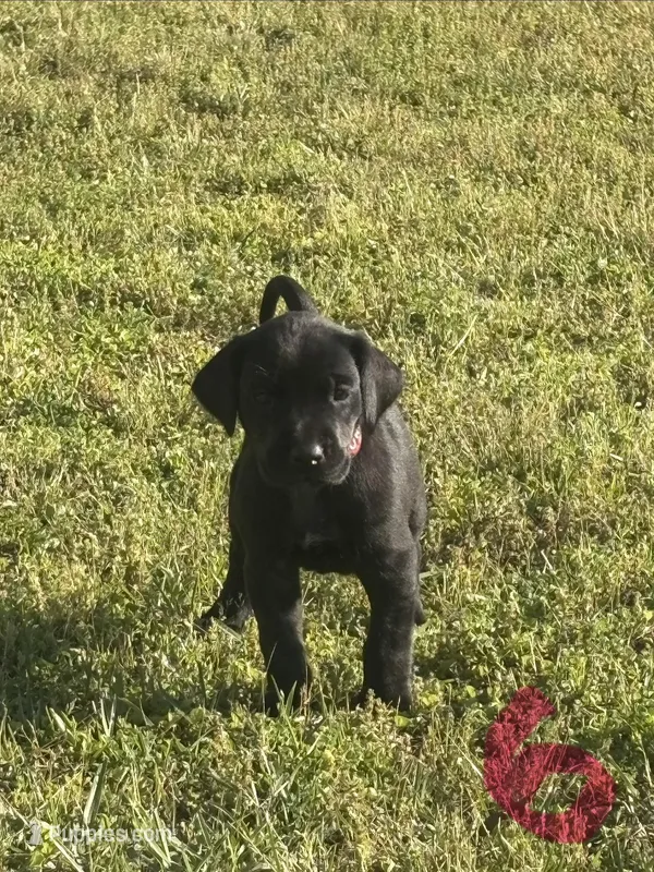 Girl (Boston/Mantle/Tuxedo) #6 – Great Dane, Golden Retriever puppy for sale in Thomson, GA
