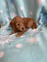 processed/3d118f1e-c57b-4a4f-9081-5d22e6b53f67/listing/068f93df-9040-42cd-8f53-f460b8dd6286/f8329f4c-807b-4770-bf4b-eb29e0a162d8