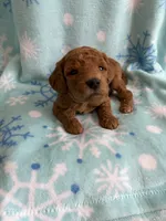 processed/3d118f1e-c57b-4a4f-9081-5d22e6b53f67/listing/cbe7f91f-63b3-49e4-8fcc-43048e226abd/8ab15c34-2a62-44cd-8c06-9f404a95bca1