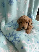 processed/3d118f1e-c57b-4a4f-9081-5d22e6b53f67/listing/ef69072b-bfca-46cc-b713-b45ec3718c97/25774a70-6abb-41bb-8f83-6b0a2289fc89