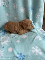 processed/3d118f1e-c57b-4a4f-9081-5d22e6b53f67/listing/ef69072b-bfca-46cc-b713-b45ec3718c97/7ff18c13-81a3-48ed-bf72-b127001b3721