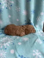 processed/3d118f1e-c57b-4a4f-9081-5d22e6b53f67/listing/ef69072b-bfca-46cc-b713-b45ec3718c97/d1bcc8fb-964e-40fa-987b-8ce685d79eec